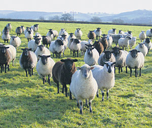 Wie Schafe, die keinen Hirten haben