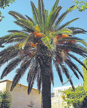 Eine Palme inmitten feindseliger Welten Eine Palme inmitten feindseliger Welten